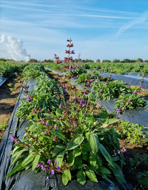 鼠尾草，花园鼠尾草，普通鼠尾草。图片下载