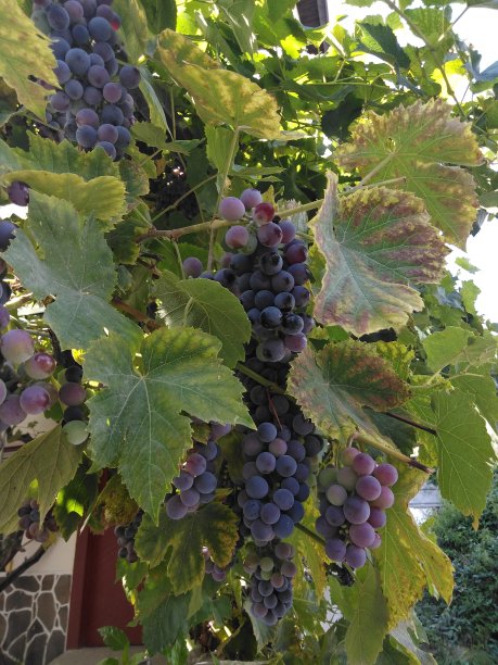 的葡萄树图片下载