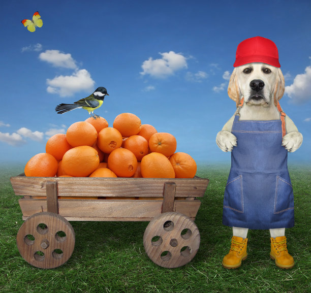 狗拉布拉多附近的车与橘子在田野图片下载
