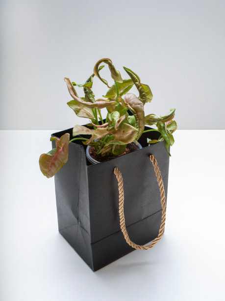 Syngonium Neon Pink是一种开花植物图片下载