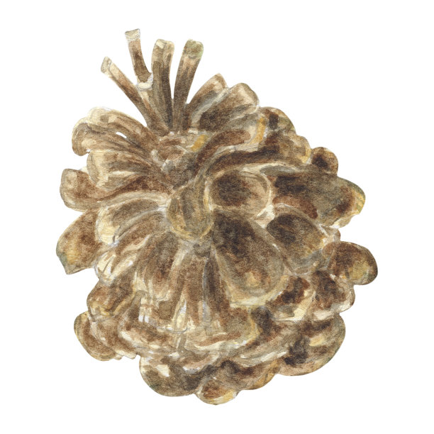 圣诞树锥孤立在白色背景图片下载