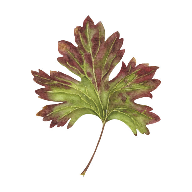 红色和绿色Jostaberry叶孤立在白色背景图片下载