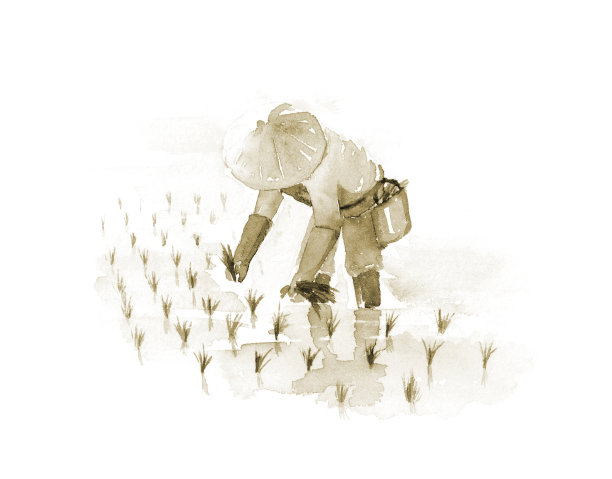 深褐色的水稻种植景观插图。图片下载