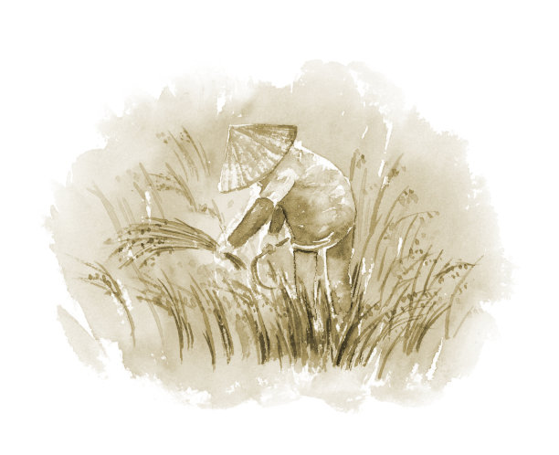 稻谷收获的深褐色彩色插图图片下载