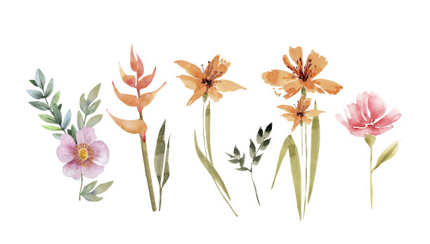 植物学的一套花和植物。水彩画，手绘在白色背景上图片下载