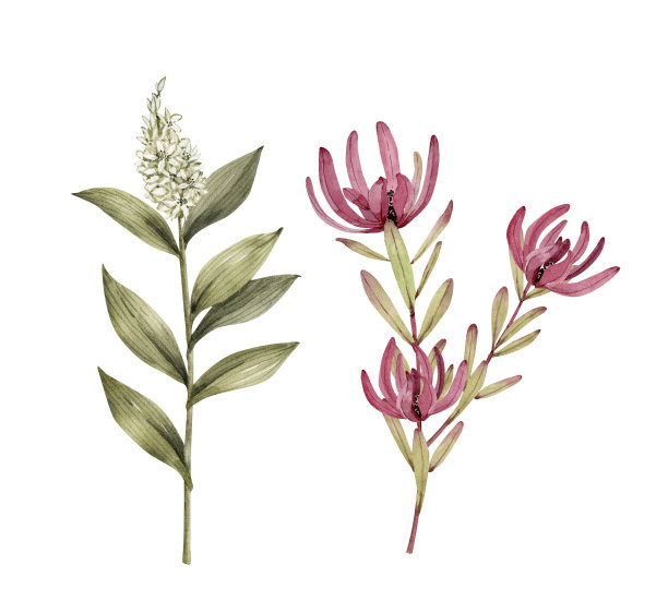 套水彩植物插图热带花卉protea和绿色植物，手绘图片下载