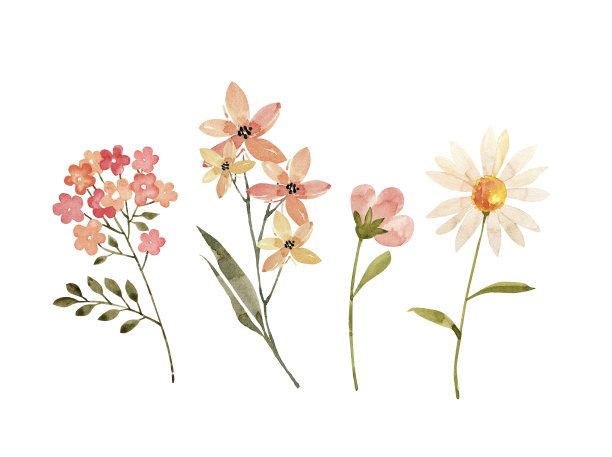 植物学的一套花和植物。水彩画，手绘在白色背景上图片下载