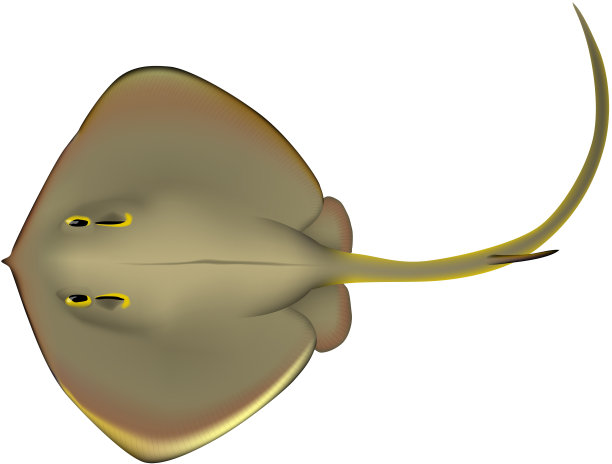 “黄貂鱼”的鱼插图图片下载