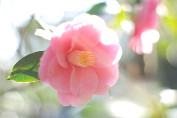 一张单朵茶花的特写照片。图片下载