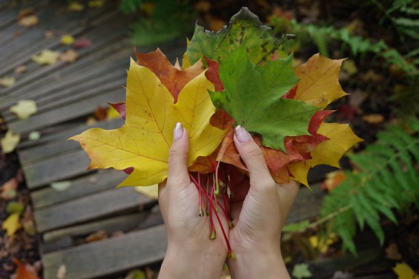 秋天落叶的花束图片下载