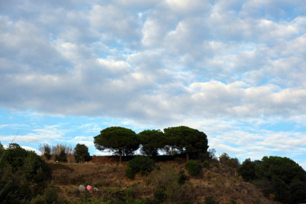 山上的一群树图片下载