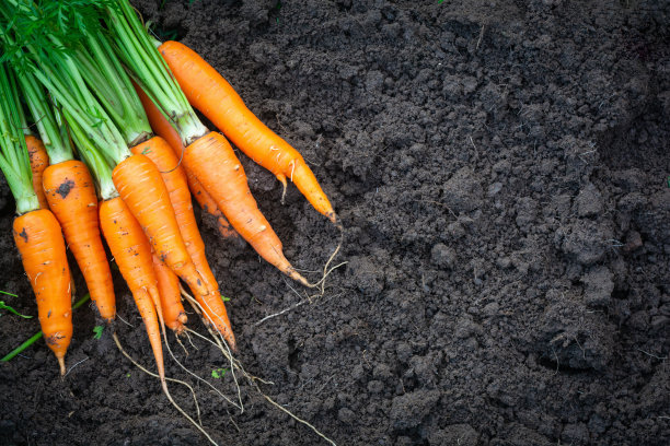 花园里的胡萝卜图片下载