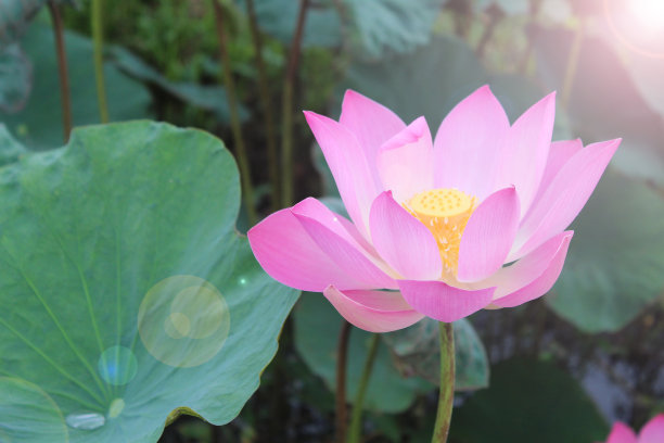 自然粉红莲花圣花，绿色的叶子和柔和的光在池塘花园。图片下载