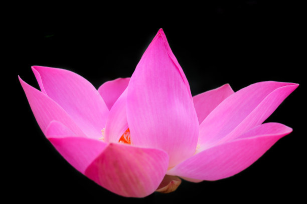 黑色背景上粉红色的神圣莲花。图片下载