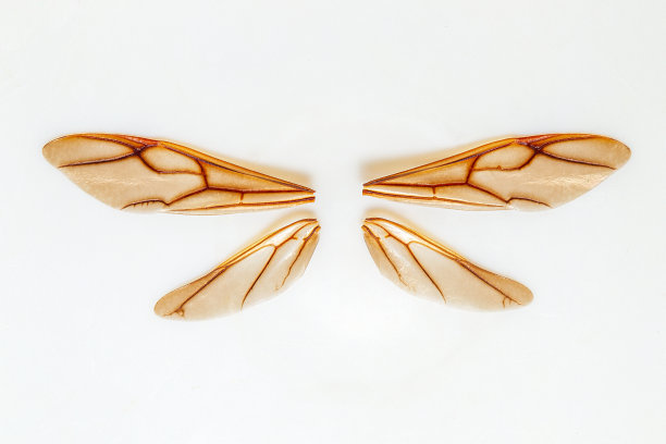 干树枝上的蚂蚁皇后的形象。织叶蚁女王。昆虫。动物图片下载