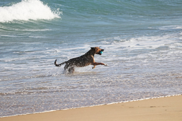 国内的狗图片下载