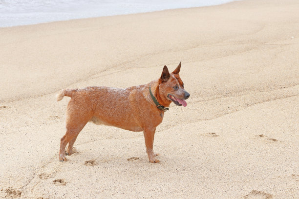 国内的狗图片下载