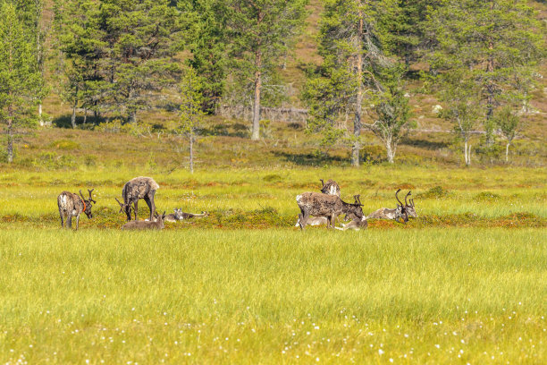 在森林中沼泽地上吃草的驯鹿图片下载