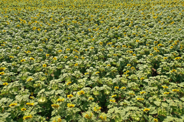 向日葵田鸟瞰图图片下载