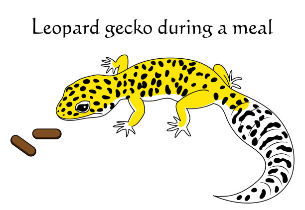 豹壁虎在用餐。Eublepharis macularius。高的黄色。的性格。插图。向量。图片下载