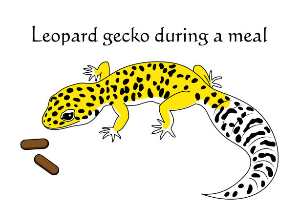 豹壁虎在用餐。Eublepharis macularius。高的黄色。的性格。插图。向量。图片下载