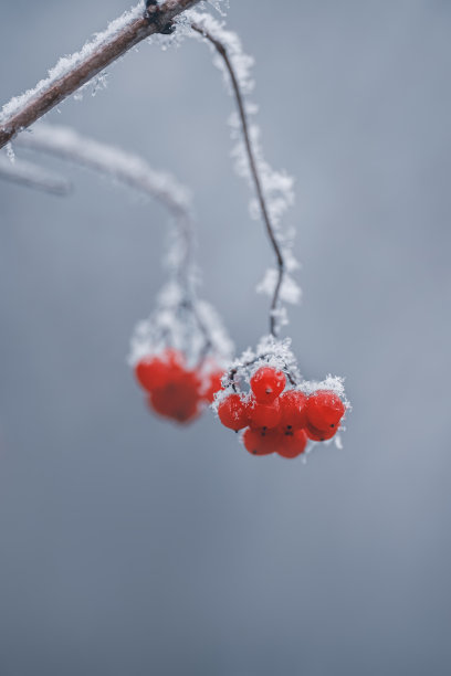 冰冷成熟的红荚蒾在白雪覆盖的花园里图片下载