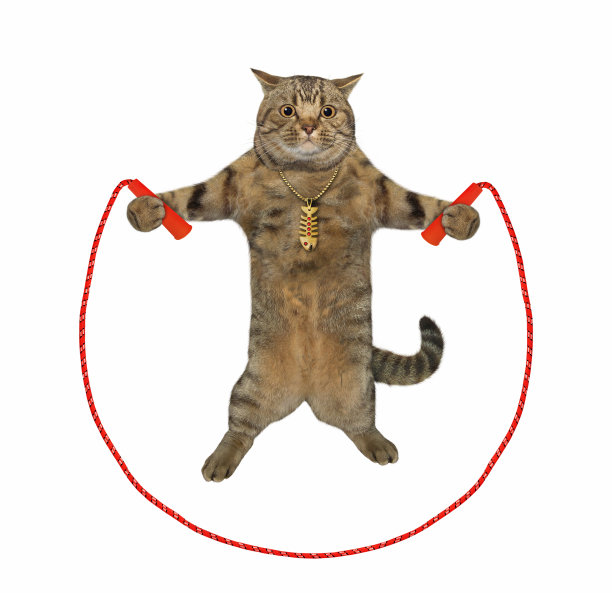 猫米色训练跳绳图片下载