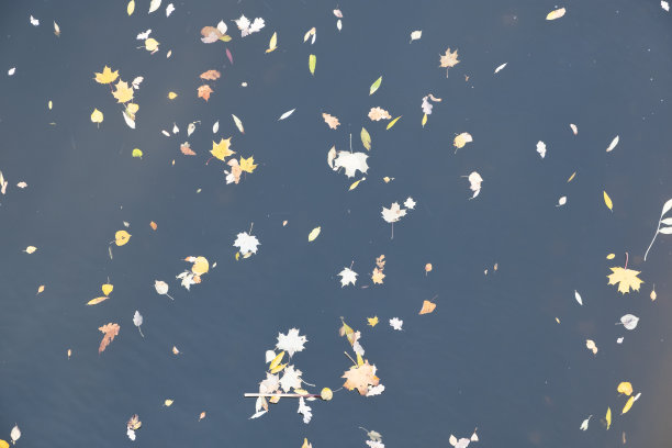 背景来自落叶。图片下载