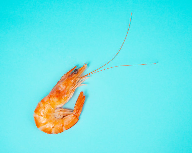 蓝色背景上新鲜的海虾图片下载