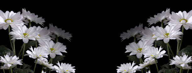 黑色背景上的秋洋甘菊大朵花图片下载