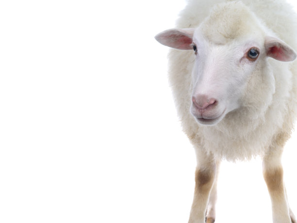 绵羊被隔离在白色背景上图片下载