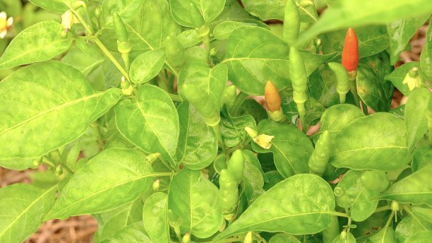 蔬菜园里树上的辣椒。图片下载