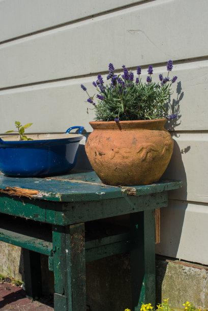 锅用鲜花图片下载