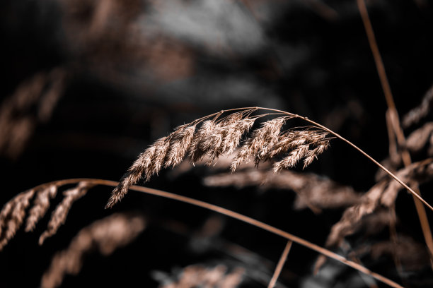 干燥的金色小穗，干燥的草突出在黑暗的背景。高质量的照片图片下载