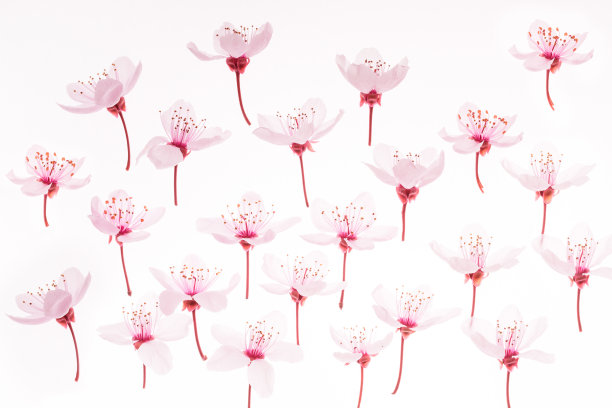 构成一朵粉红色的樱花。图片下载