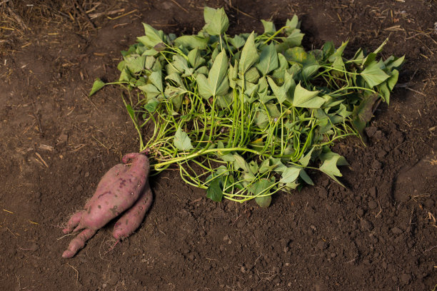 种植紫薯。红薯的鳞茎与植物在泥土上。图片下载