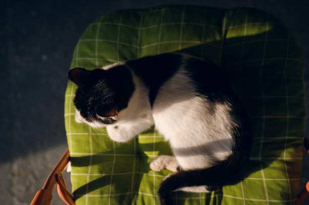 美丽的小猫在椅子上享受阳光的俯视图图片下载