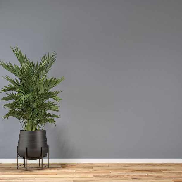 空无一物的室内，灰色灰泥墙背景和盆栽植物(棕榈树)图片下载