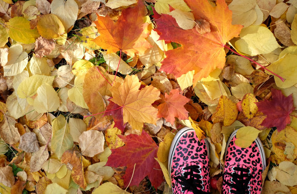 秋叶背景上的粉色鞋子图片下载