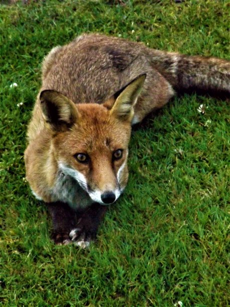 野生红狐狸图片下载