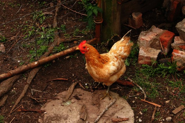 农场里的鸡图片下载
