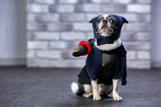 穿着忍者服的搞笑吉娃娃，摄影棚拍摄图片下载