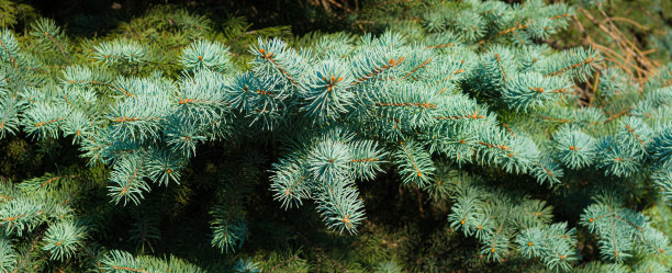 蓝色云杉的巨大树枝，特写镜头。图片下载