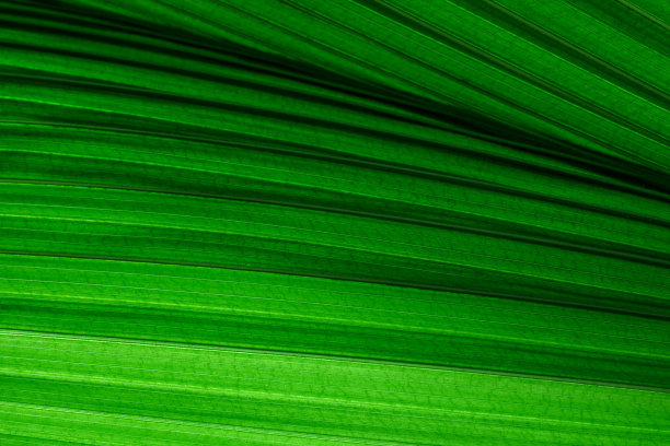 明亮的绿色叶子纹理的全帧镜头。热带树叶作为自然背景的宏观特写图片下载