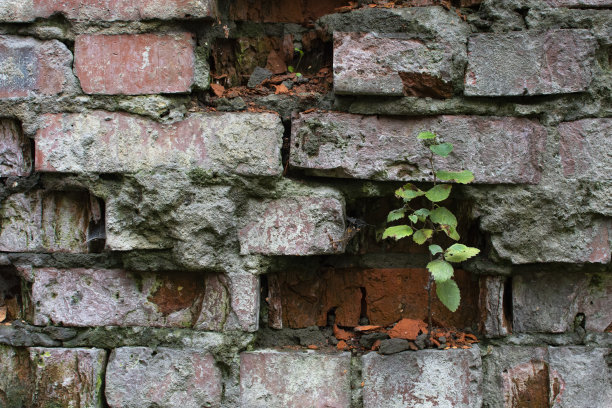 旧的砖砌的。一堵倒塌的墙的碎片和一棵树，发芽和苔藓。纹理的背景图片。图片下载
