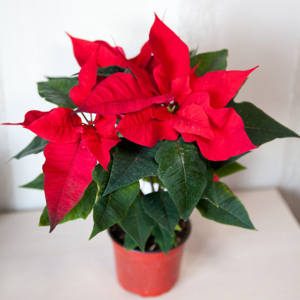 红色一品红圣诞植物。图片下载
