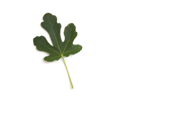 秋天的主题。图片下载