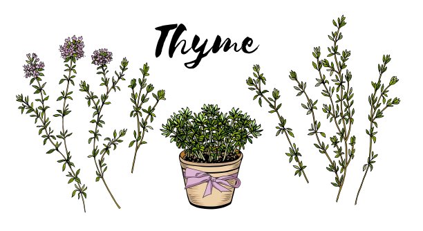 股票矢量百里香草手绘插图孤立在白色背景图片下载