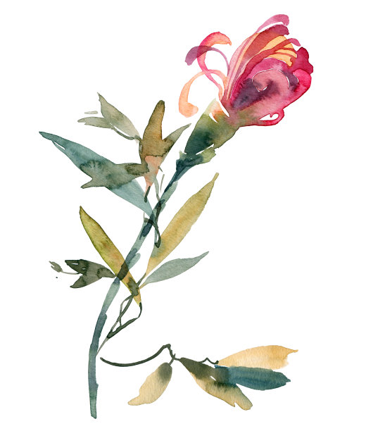 水彩菊花芽图片下载