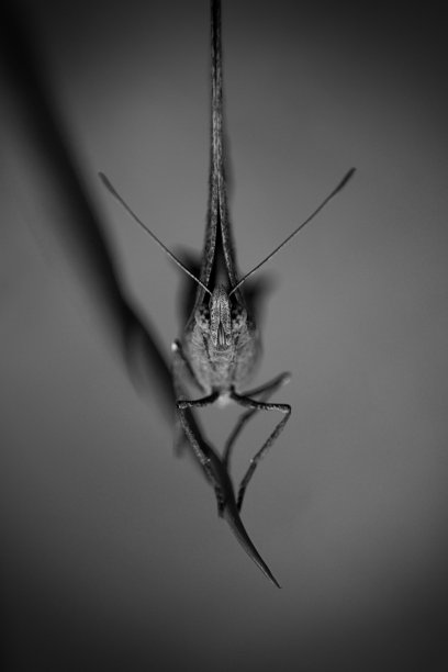 上的提示图片下载